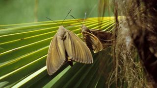 Paysandisia archon, le papillon du palmier, est originaire de l’Uruguay et du centre de l’Argentine. Cette espèce a été introduite accidentellement dans le Sud de l’Europe dans les années 90 et cause des dégâts importants sur les populations de palmiers en méditerranée. © Victor Sarto i Monteys, Servei de Proteccio dels Vegetals, Bugwood.org